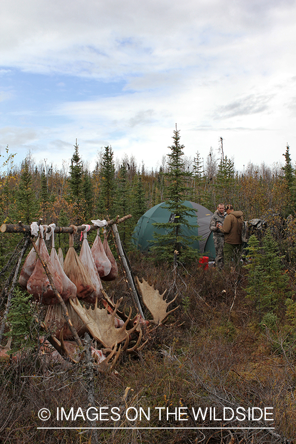 Hunters in camp with butchered moose. 