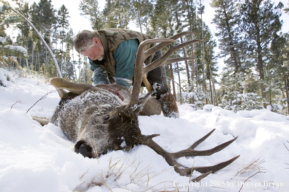 Mule deer hunter field dressing nice buck.