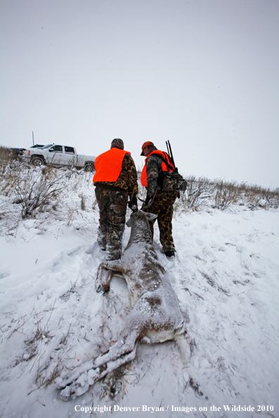 Father and son dragging son's downed white-tail buck though snow