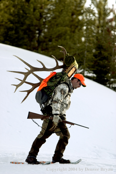 Big game hunter packing elk rack out on snowshoes.