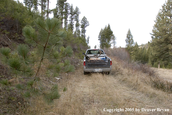 Bagged elk in back of truck.