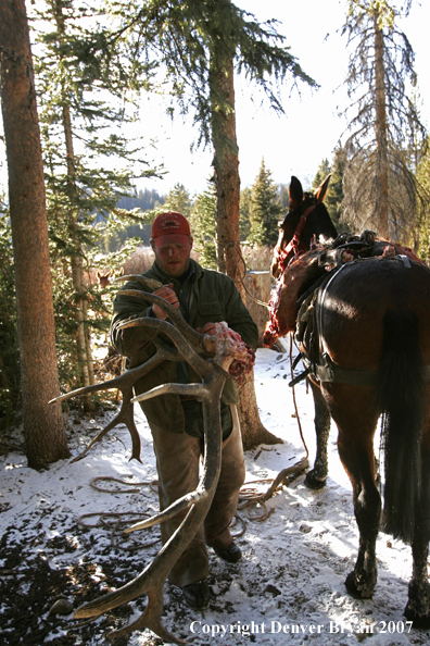 Elk hunter removing elk horns from packhorse