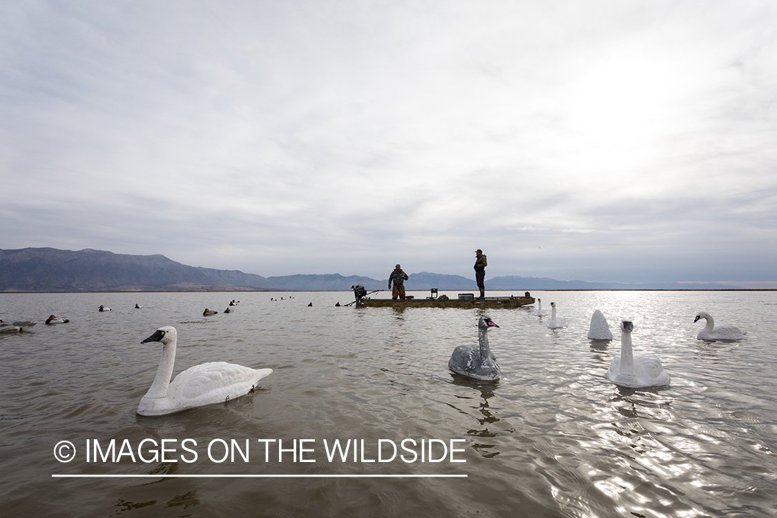 Hunting Tundra Swans and Ducks in Bear River region in Utah.