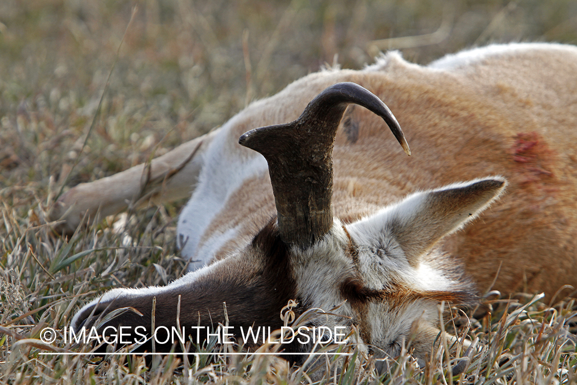 Recently downed antelope buck in field. 