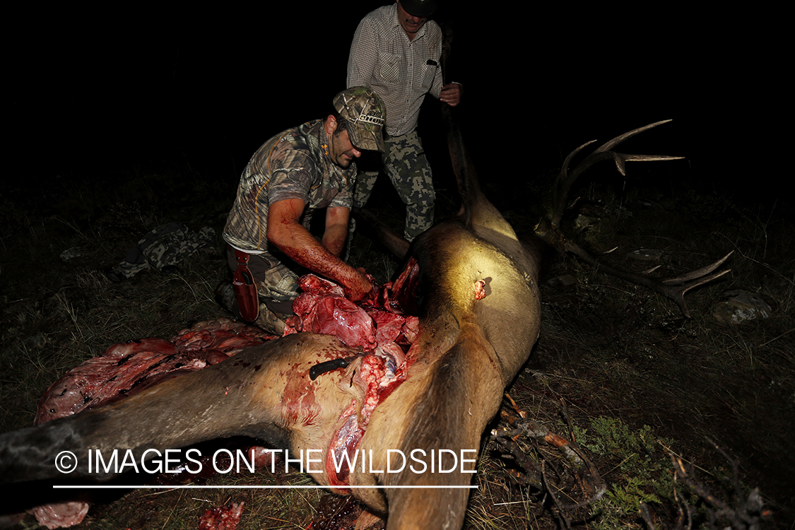 Hunter field dressing bull elk. 