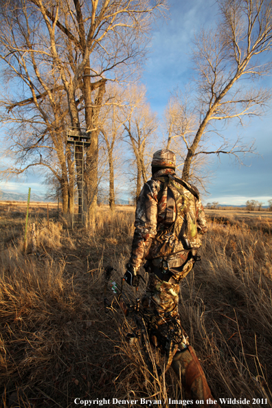 Bowhunter walking through field. 