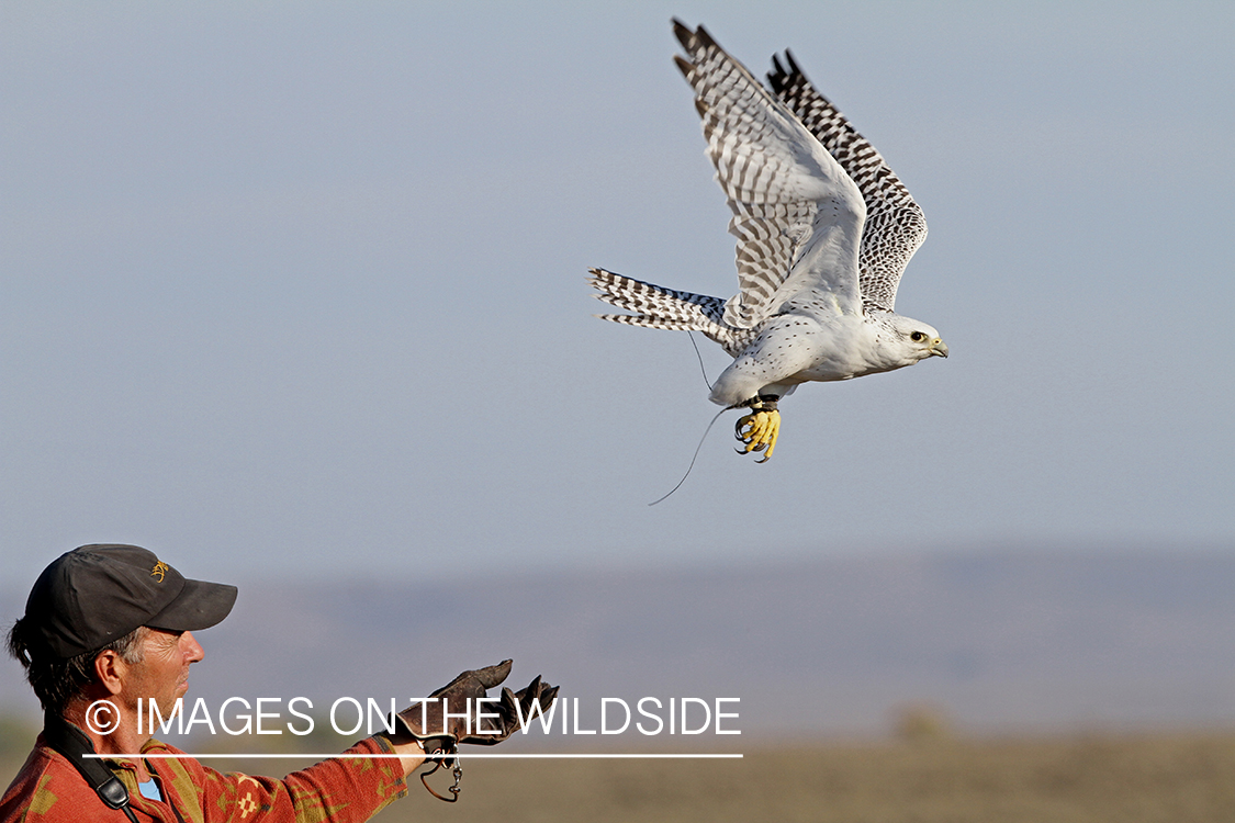 Falconer releasing white Gyr falcon to hunt.