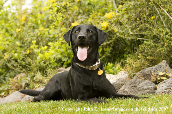 Black Labrador Retriever