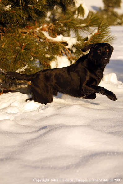 Black Labrador Retriever in field