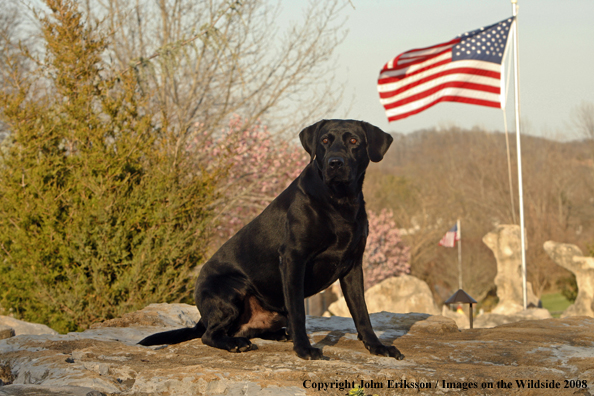 Black Labrador Retriever 