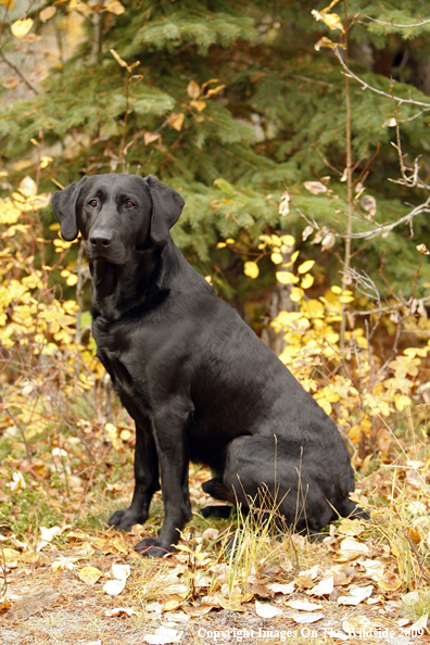 Black Labrador Retriever