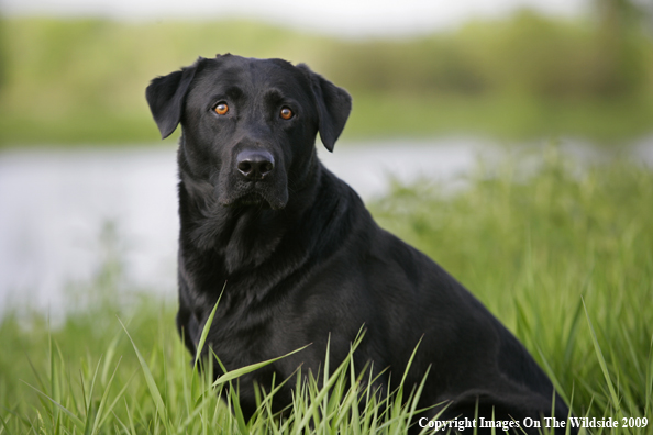 Black Labrador Retriever in field