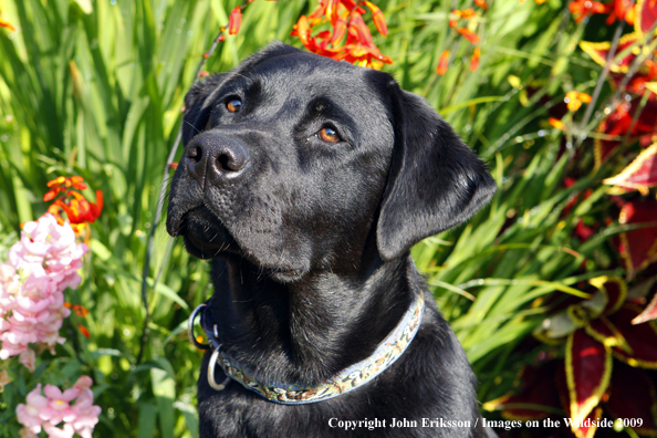 Black Labrador Retriever 