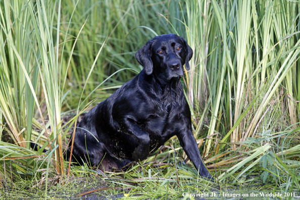 Black Labrador Retriever.