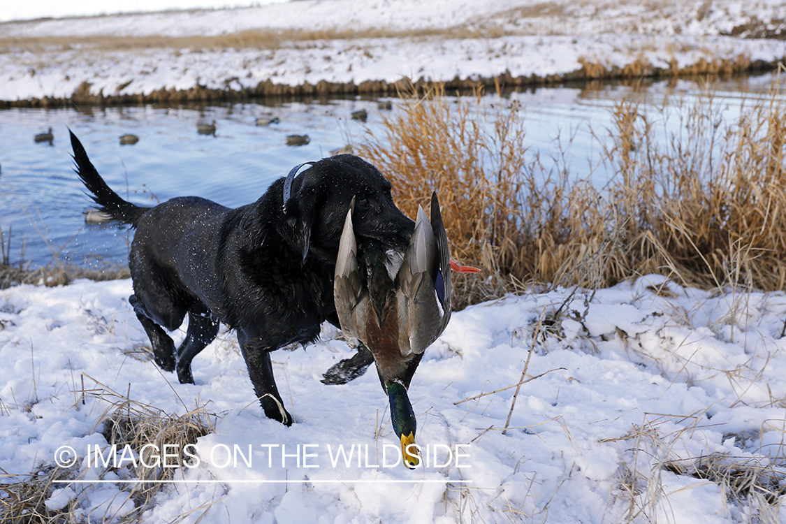 Black Labrador retrieving bagged mallard.