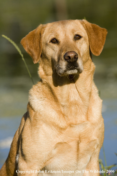 Yellow Labrador Retriever.