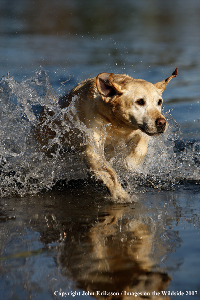 Yellow Labrador Retriever in field