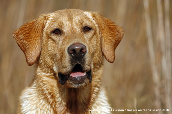 Yellow Labrador Retriever in field