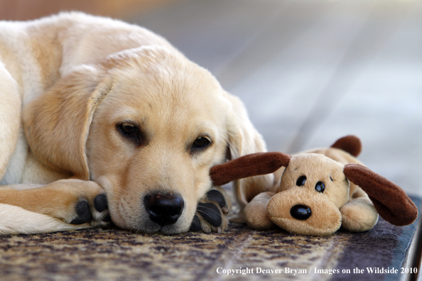 Yellow Labrador Retriever Puppy with toy