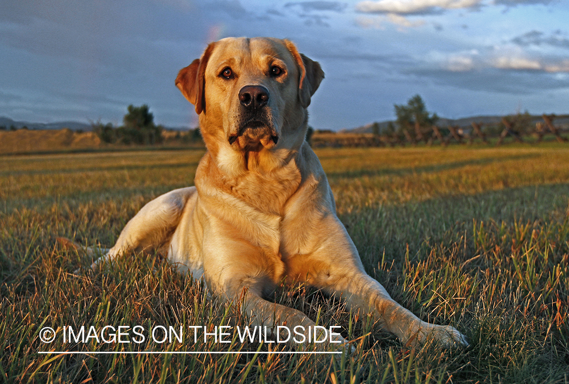 Yellow Labrador Retriever in field. 