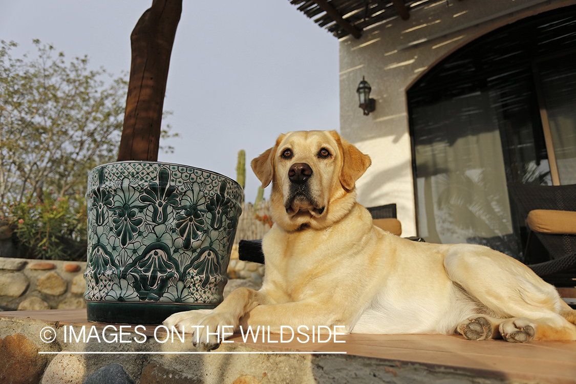 Yellow lab on deck.