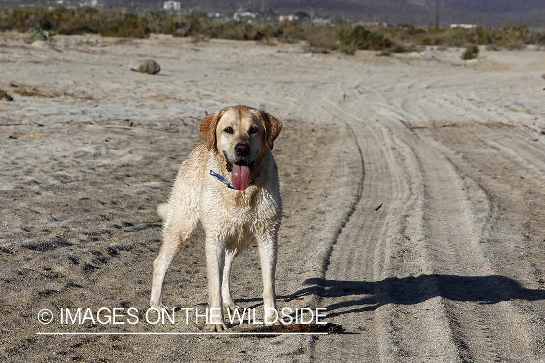 Wet lab on beach.