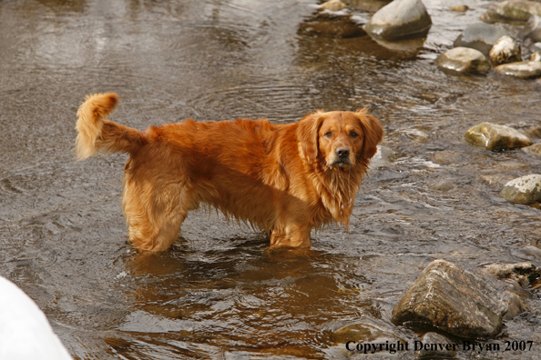 Golden Retriever in the water.