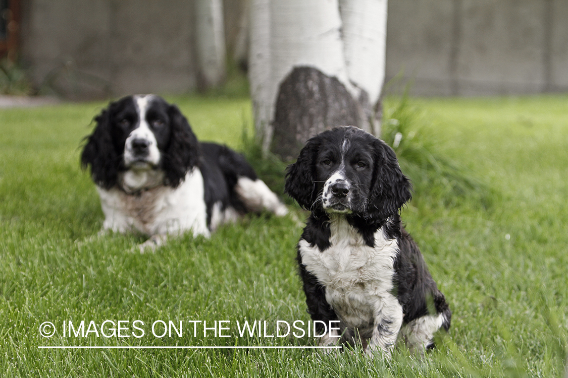 English Springer Spaniel with puppy.