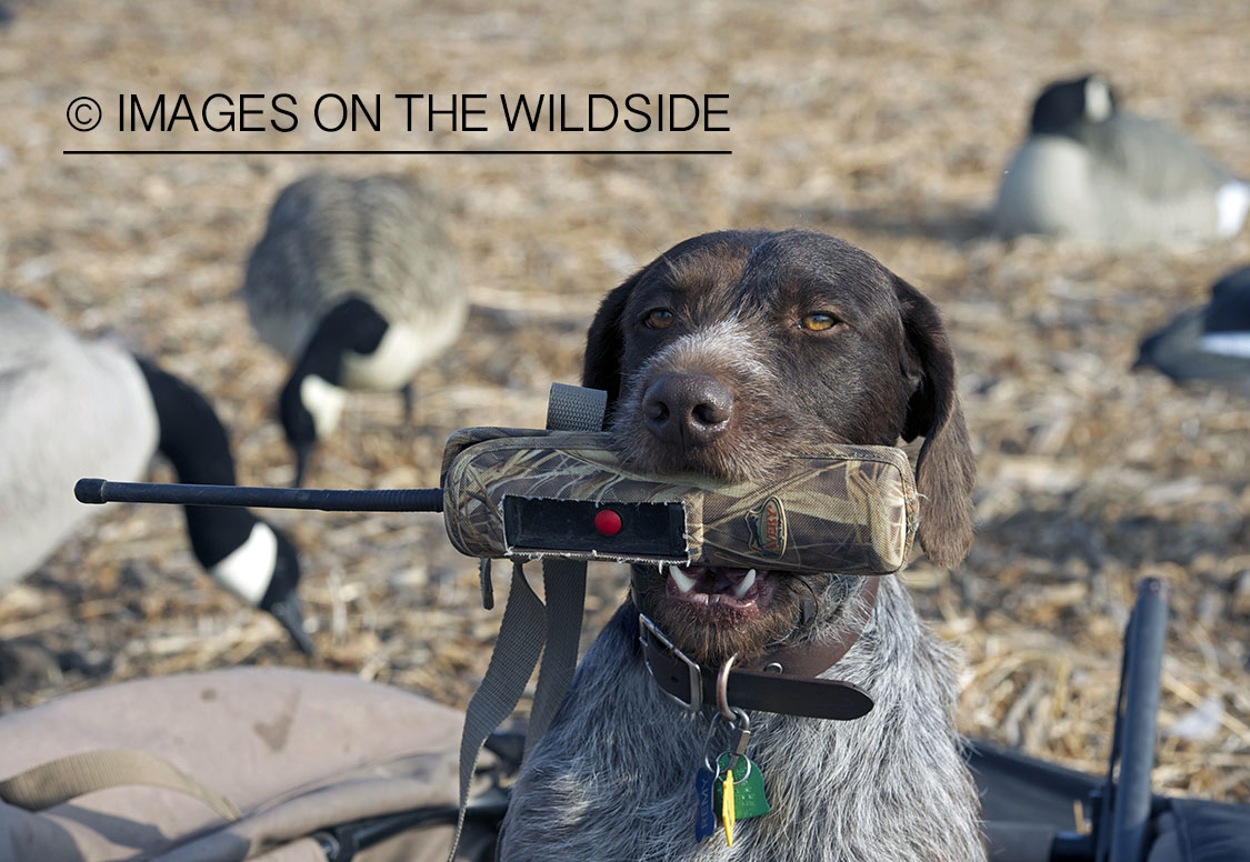 German wirehair pionter holding shock collar control.