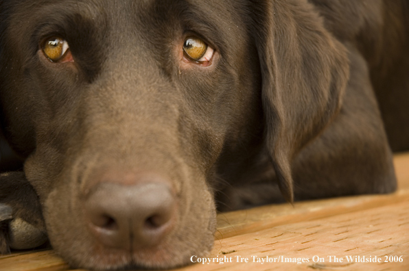 Chocolate Labrador Retriever.