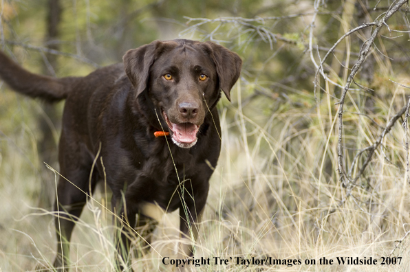 Chocolate labrador 