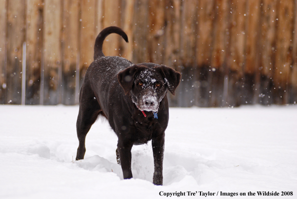 Chocolate Labrador Retriever in winter