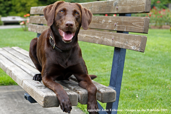 Chocolate Labrador Retriever on bench