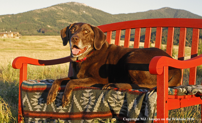 Chocolate Labrador Retriever