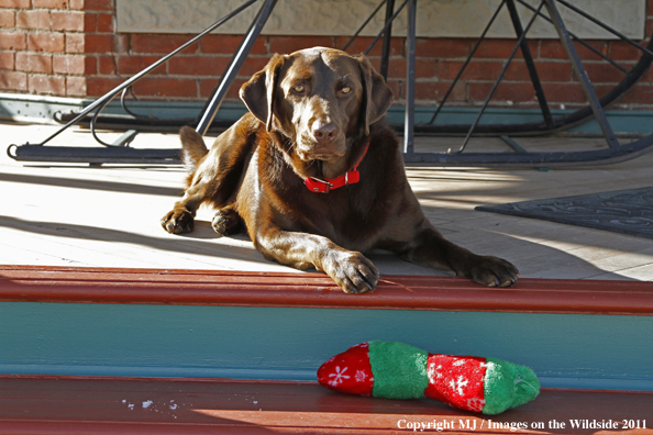 Chocolate Labrador Retriever.