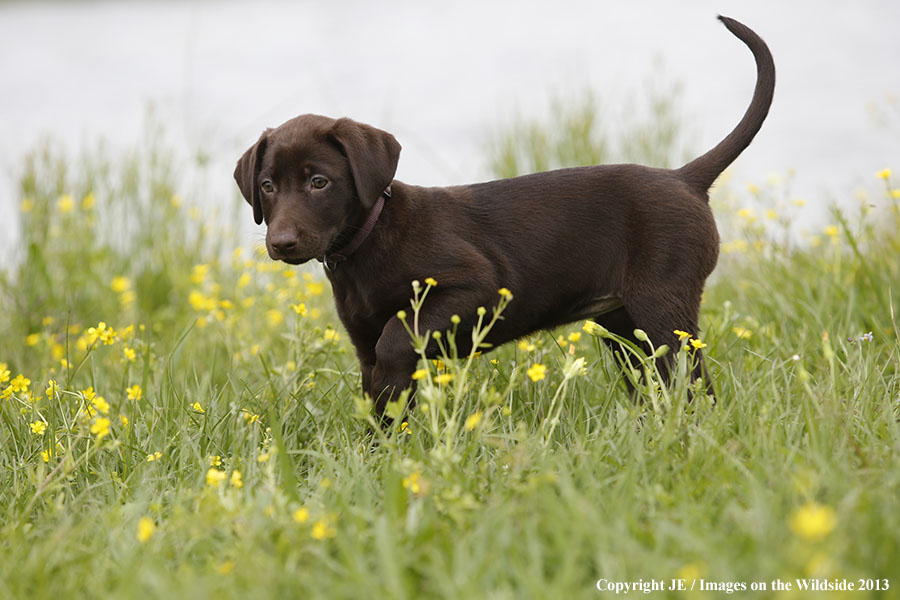 Chocolate Labrador Retriever puppy