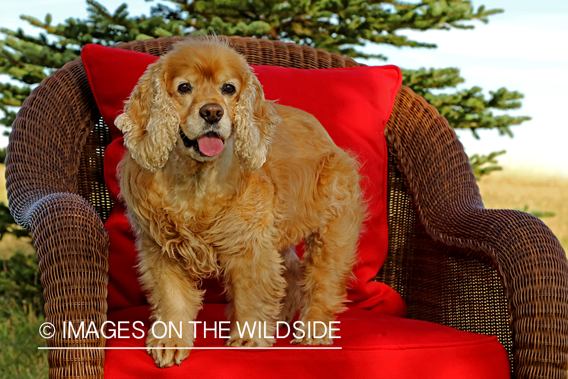 Cocker Spaniel on red wicker chair.