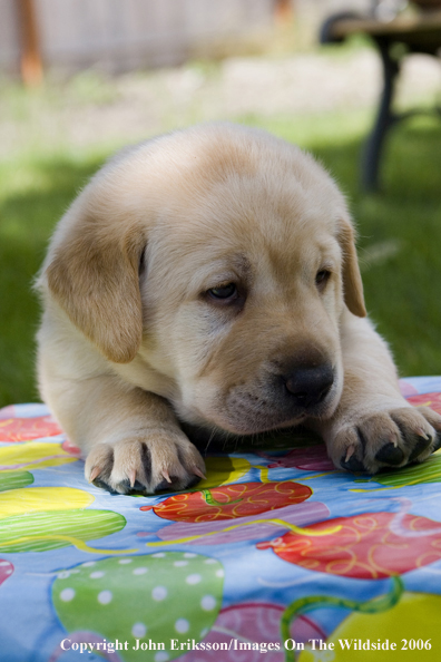 Yellow Labrador Retriever puppy.