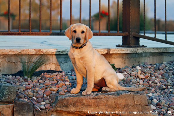 Yellow Labrador Retriever Puppy