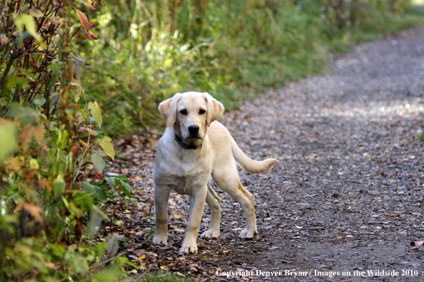 Yellow Labrador Retriever puppy