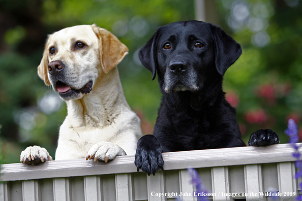 Multi-colored Labrador Retrievers 