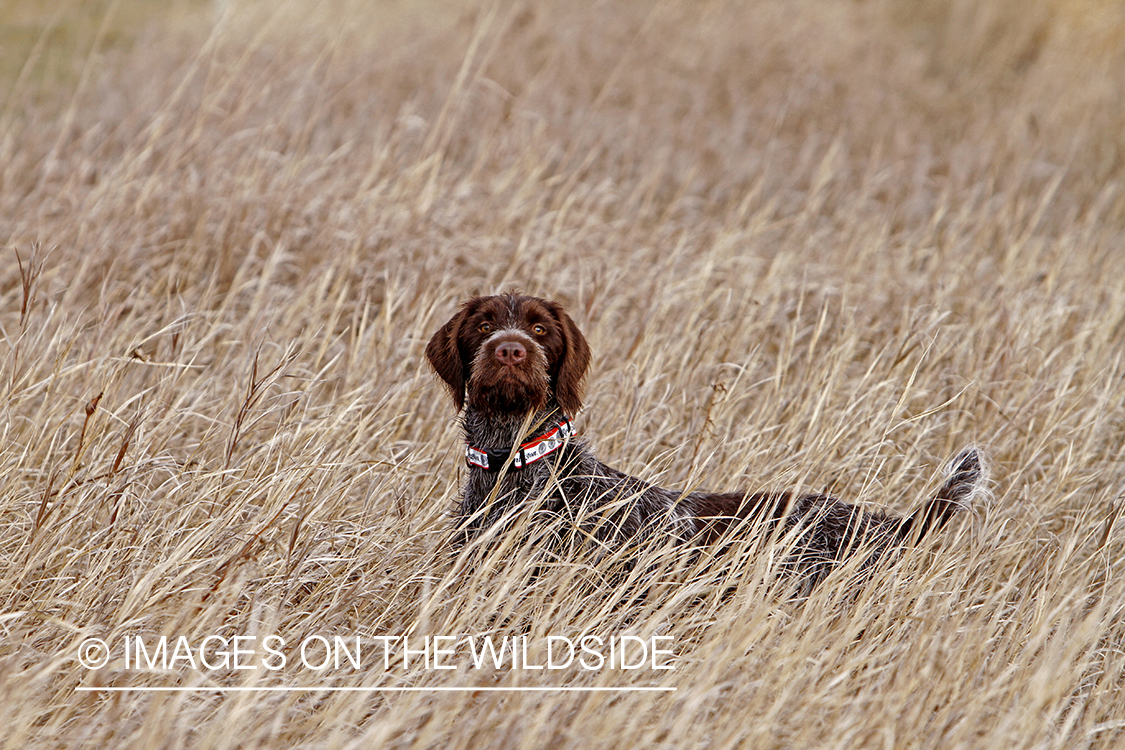 Pointing Griffon in field.