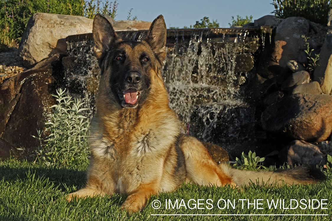 German Shepherd