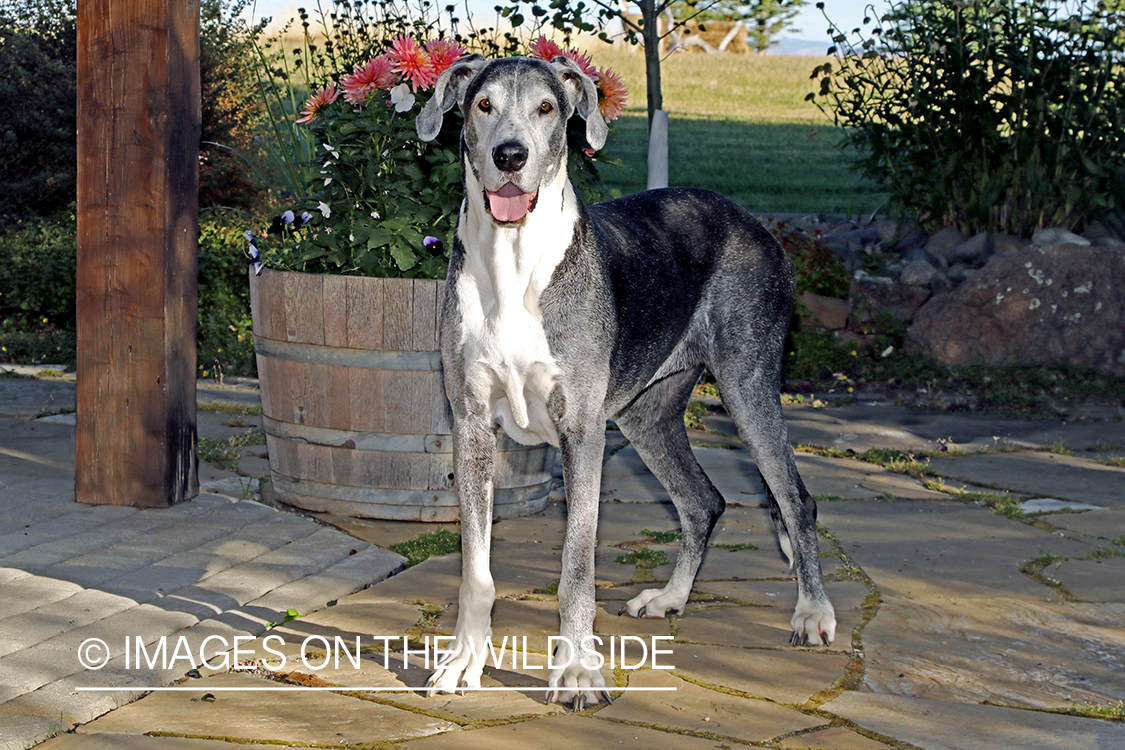 Great Dane on stone deck.