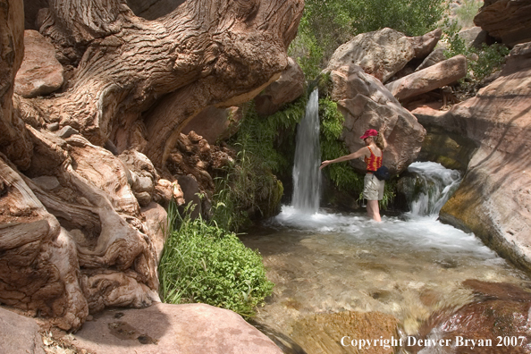 Hiker exploring feeder stream/waterfall of the Colorado River.  Grand Canyon.