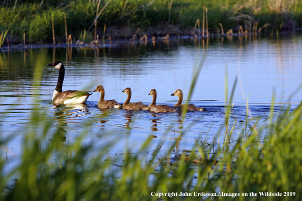 Goose family swiming in wetlands habitat