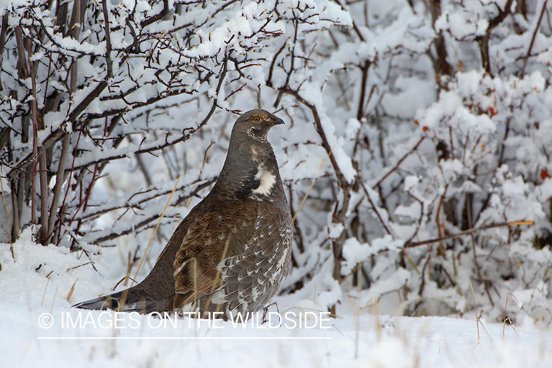 Dusky Grouse in Snow