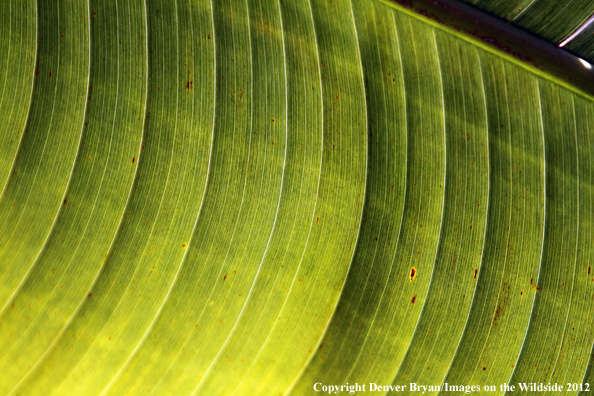 Vegetation close-up in Hawaii. 