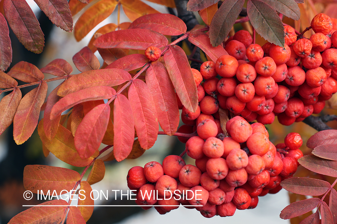 Autumn Vegetation