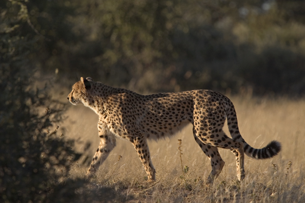 Cheetah in habitat.  Africa.